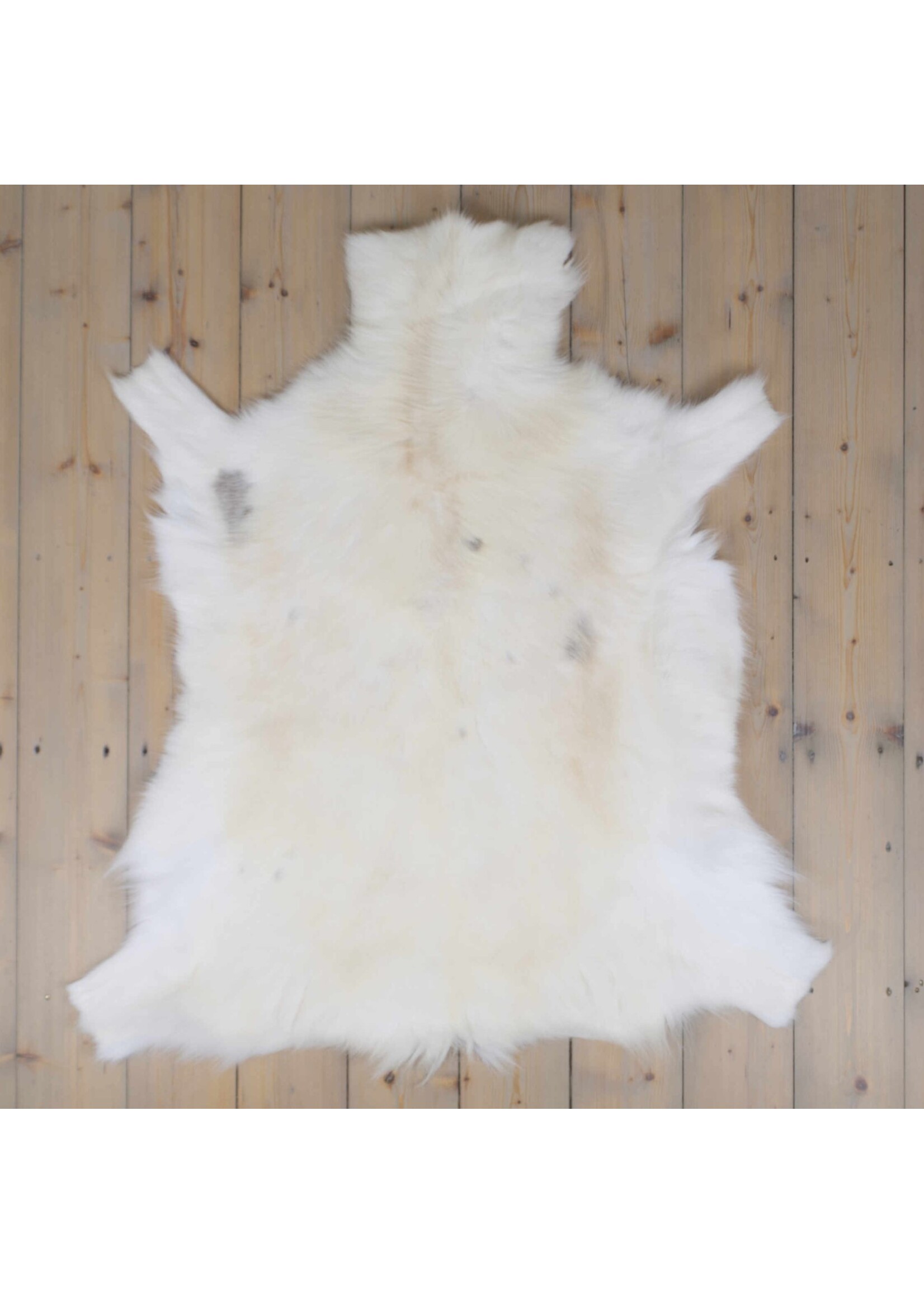 Van Buren sinds 1861 Uniquely Photografed Reindeer Skin | no. RD-009