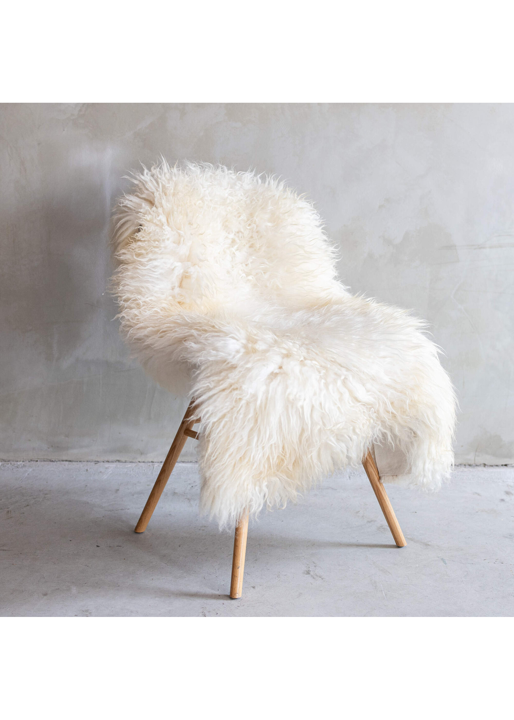 Van Buren sinds 1861 Sheepskin white curly XXL - approx. 123x77cm - SVV-451