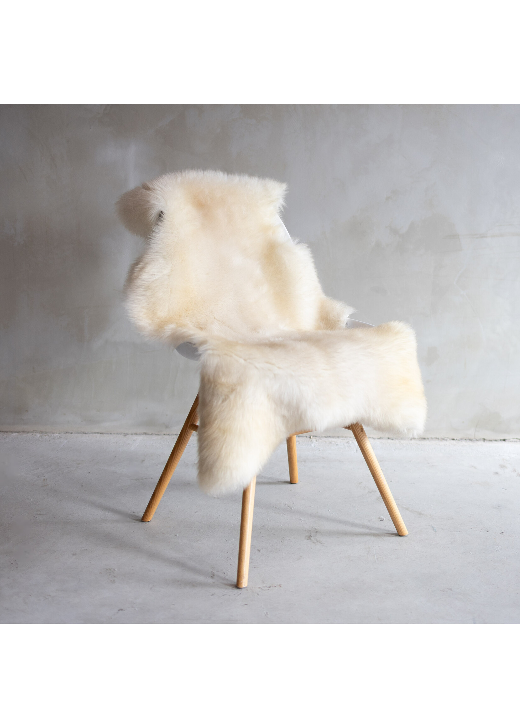 Van Buren sinds 1861 Deutsches Schwarzkopf - ca. 123x60cm - SVV-481