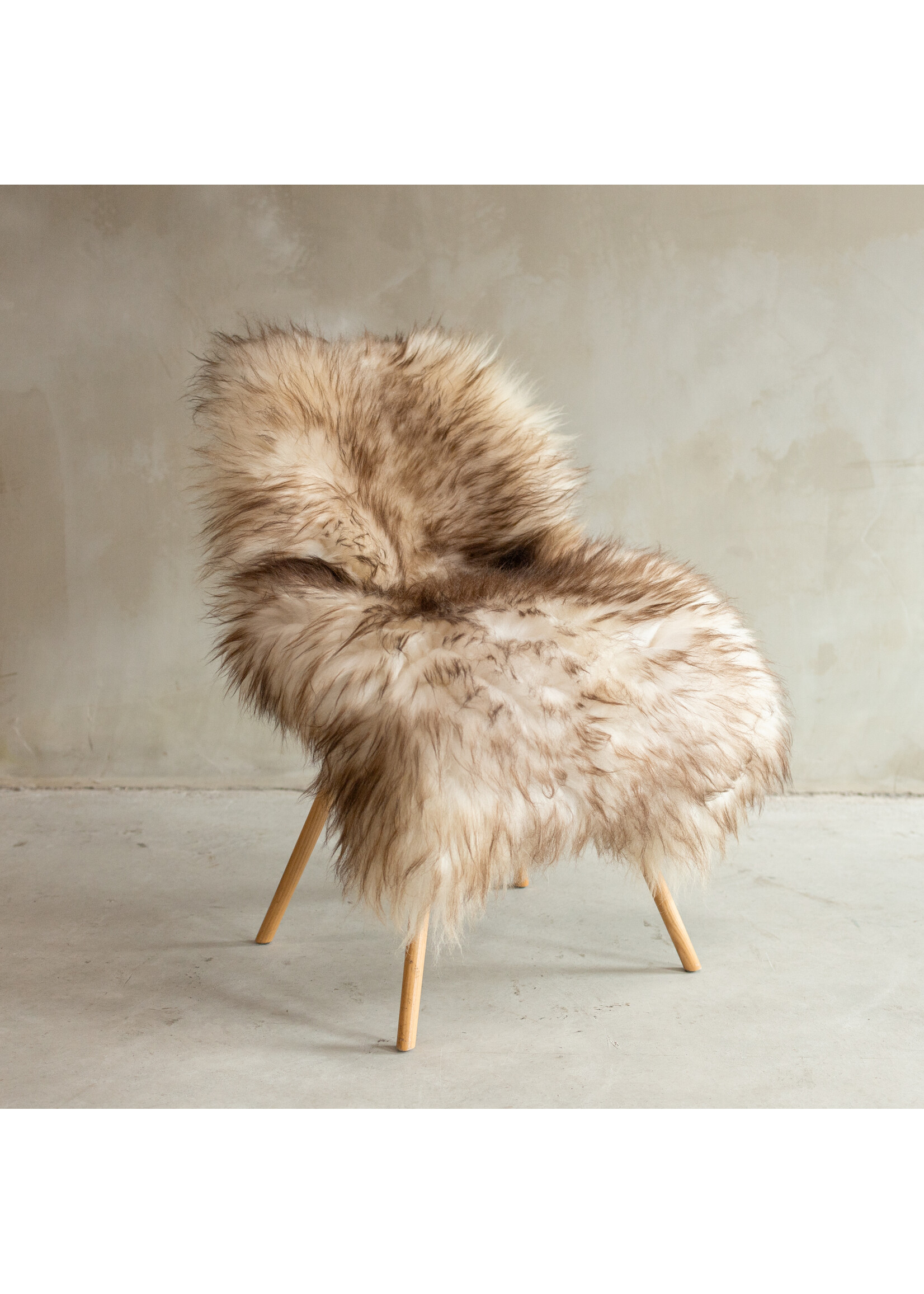 Van Buren sinds 1861 Unique Photographed Mouflon Sheepskin XXL - approx. 122x77cm - SVV-658