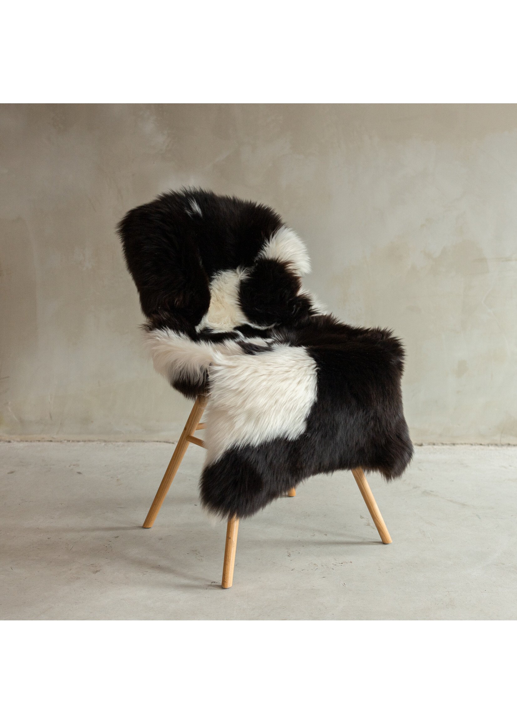 Van Buren sinds 1861 Uniek gefotografeerd Texels Bont Schapenvacht XXL - ca. 127x65cm - SVV-669