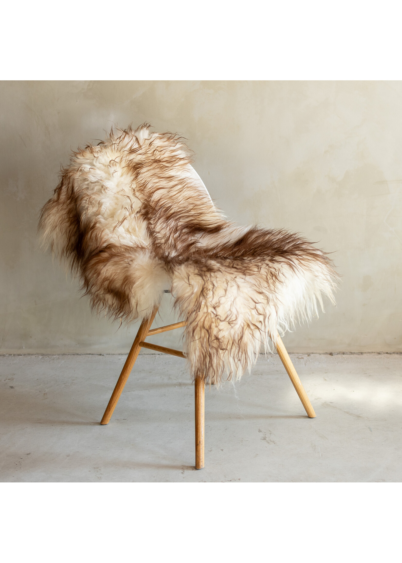 Van Buren sinds 1861 Einzeln fotografiertes Mouflon-Schaffell GR S - 124x64 - SVV-679