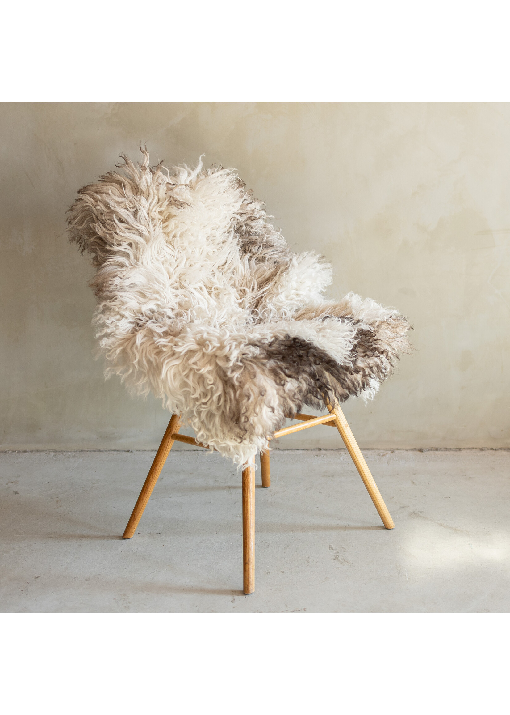 Van Buren sinds 1861 Uniek Gefotografeerd Krul/Bergschaap Schapenvacht - 108x70 - SVV-726