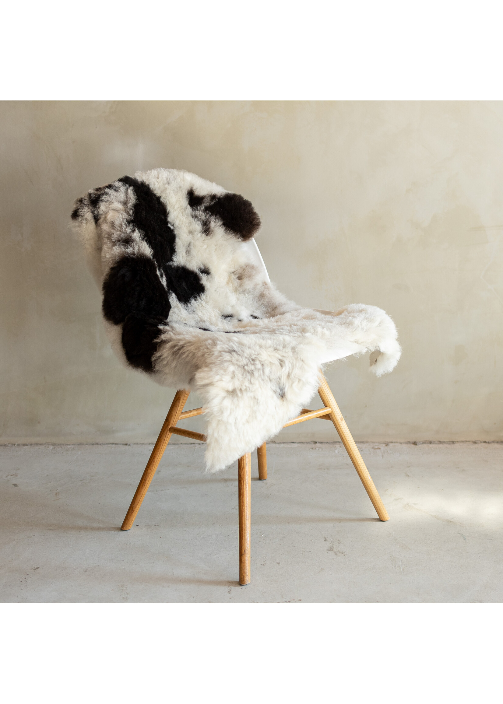 Van Buren sinds 1861 Einzeln fotografiertes geschorenes isländisches Schaffell Bunt - 115x55 - SVV-700