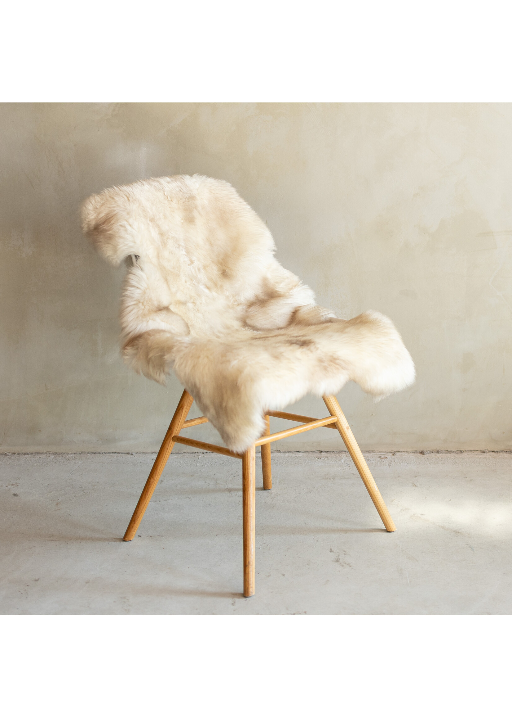 Van Buren sinds 1861 Uniek Gefotografeerd Duitse Zwartkop Schapenvacht - 110x63 - SVV-696