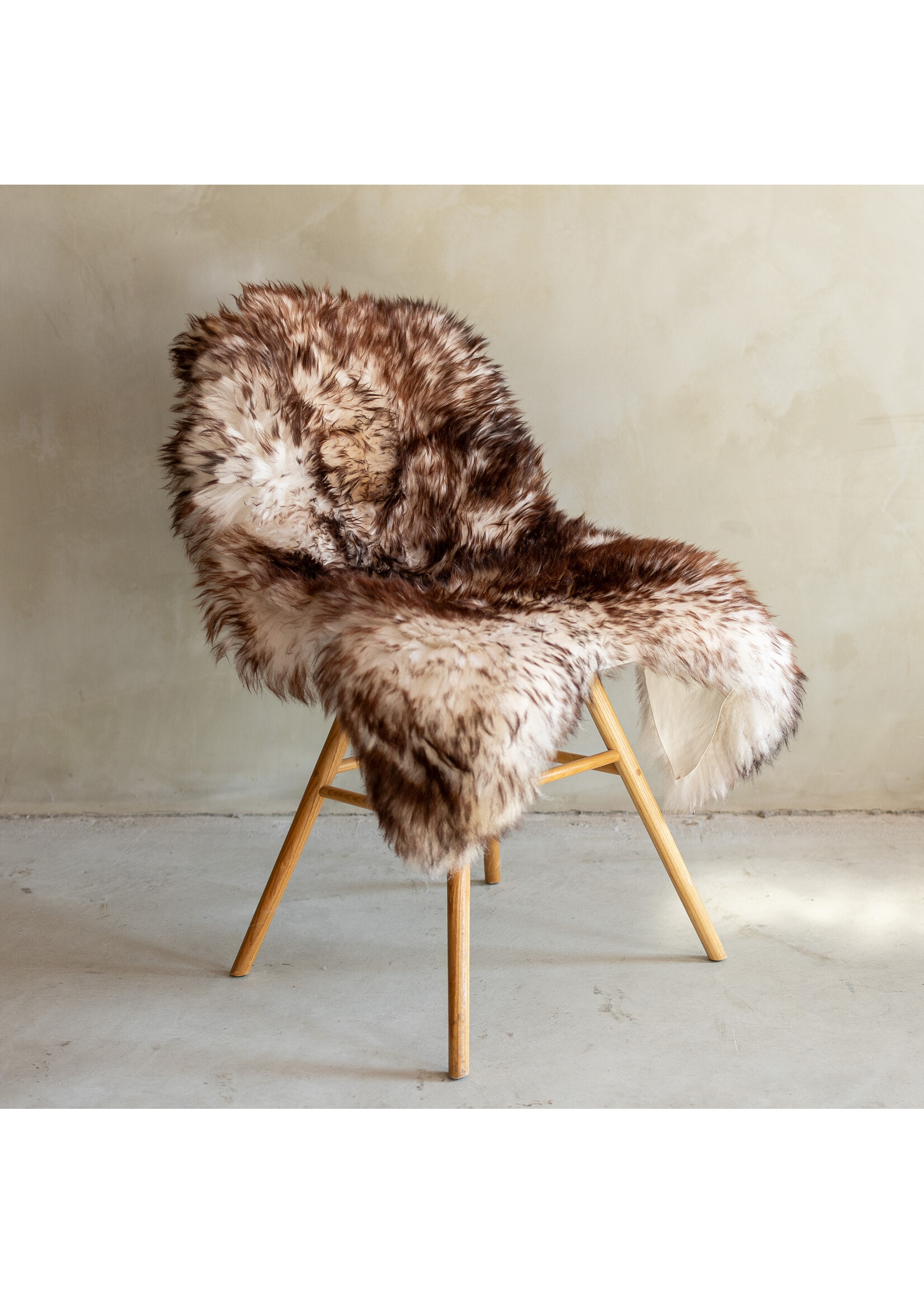 Van Buren sinds 1861 Einzeln fotografiertes Mouflon-Schaffell GR S - 108x70 - SVV-682