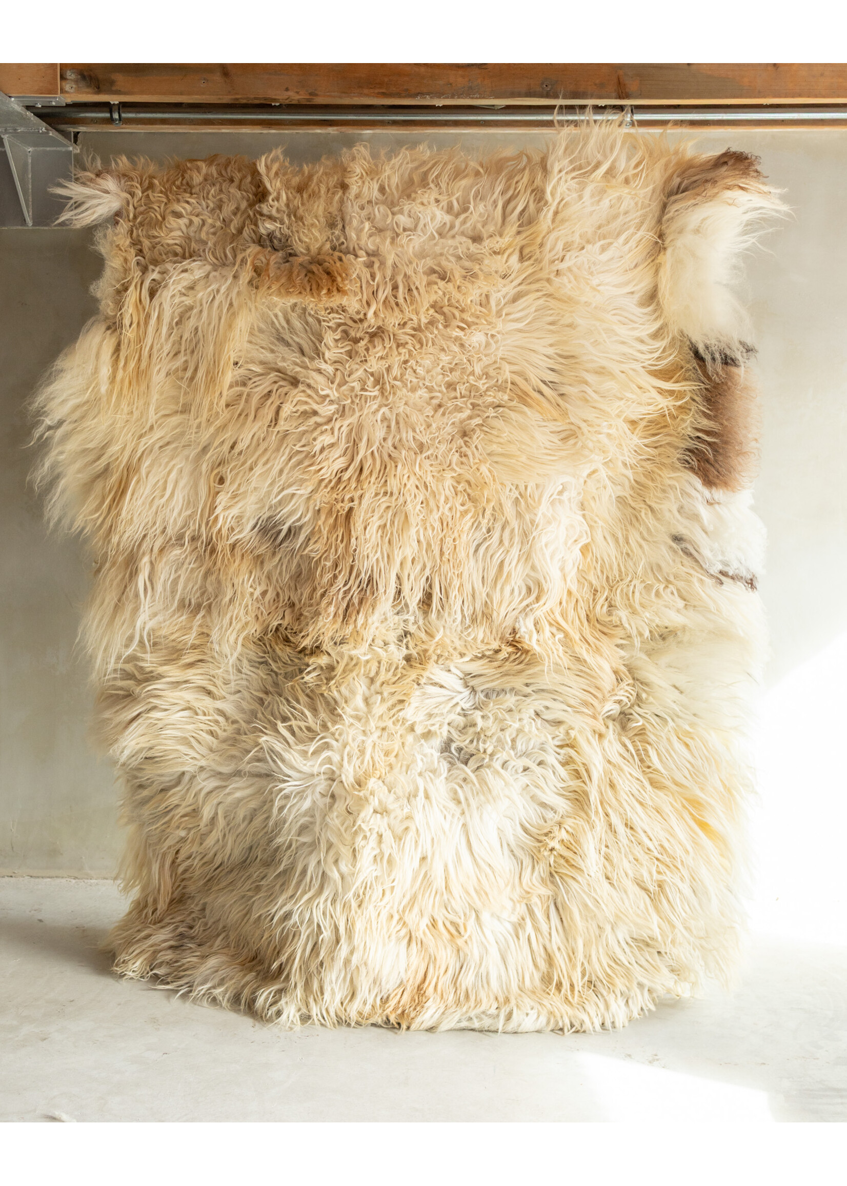 Van Buren sinds 1861 Uniquely Photographed Sheepskin Rug - Curly/Mountain Sheep - 200x150 cm - SKK-198