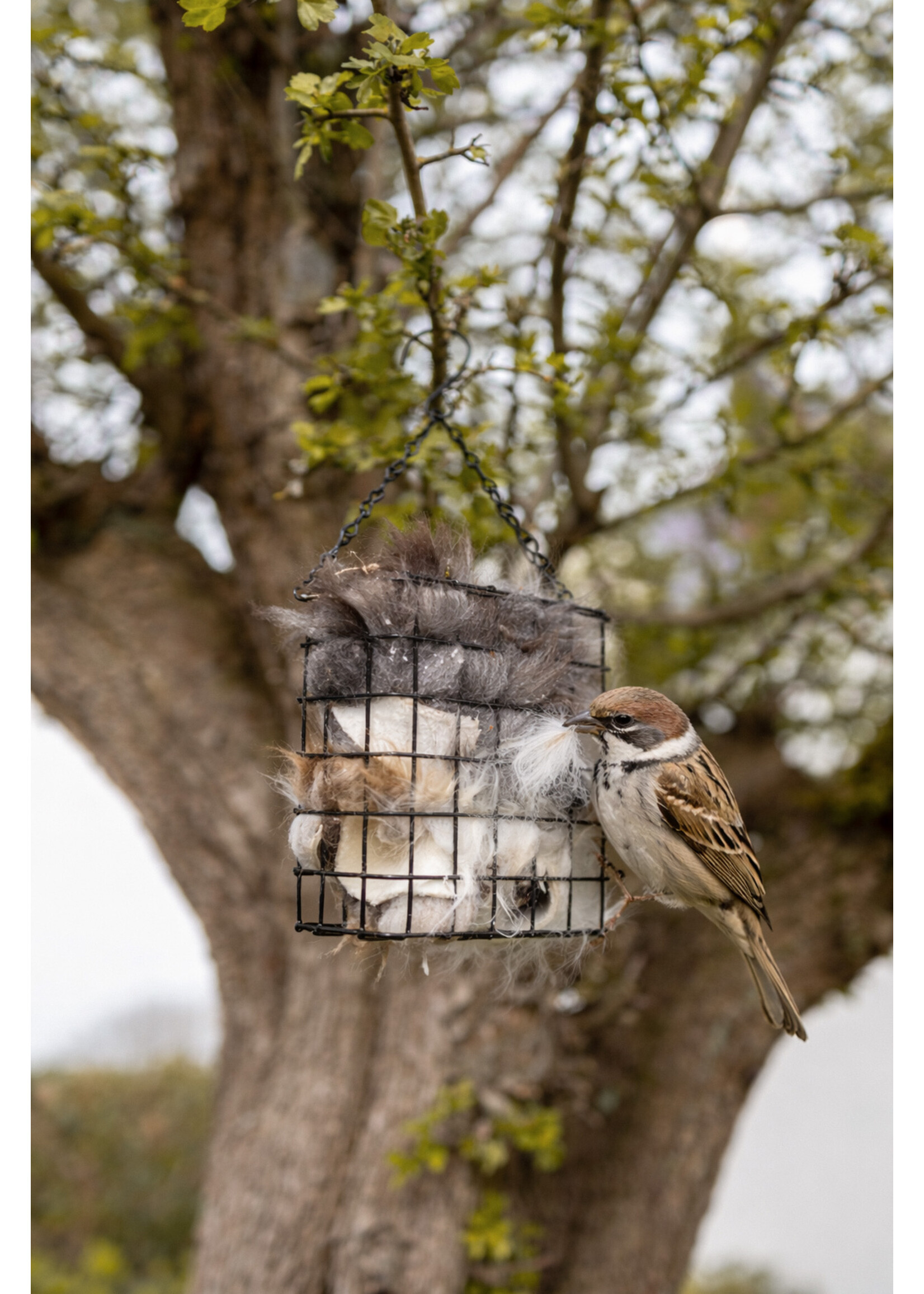 Van Buren sinds 1861 Bird Nesting Material Holder