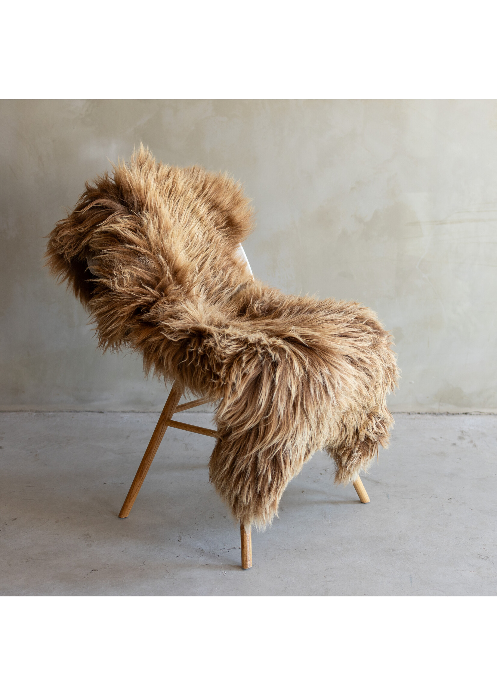 Van Buren sinds 1861 Einzigartig fotografiertes Heideschaf schaffell XXL - ca. 138x63cm - SVV-780