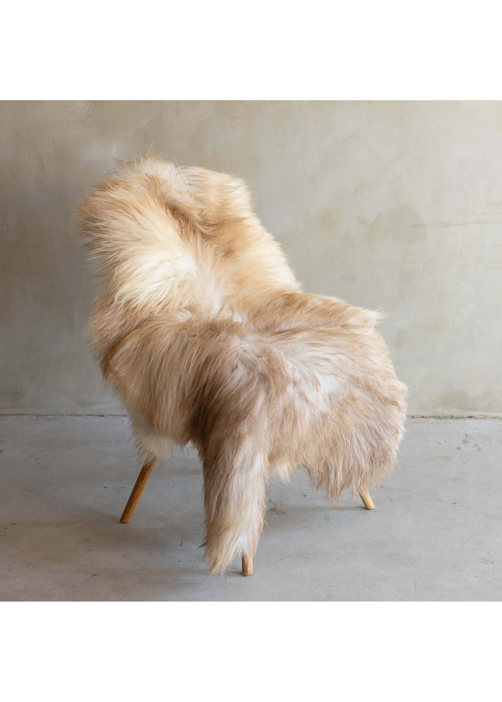 Van Buren sinds 1861 Einzigartig fotografiertes Heideschaf schaffell XXL - ca. 120x75cm - SVV-819