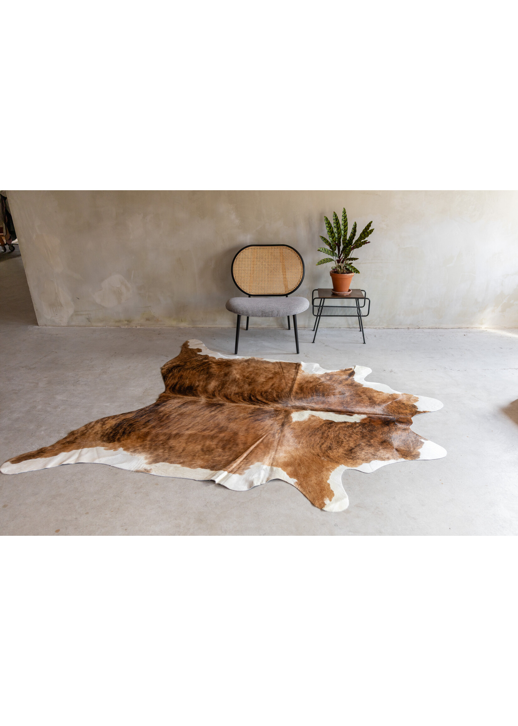 Van Buren sinds 1861 Einzeln fotografiertes exotisches Kuhfell KH-066 mit einer Größe von ca 240x174 cm (3-4m²)