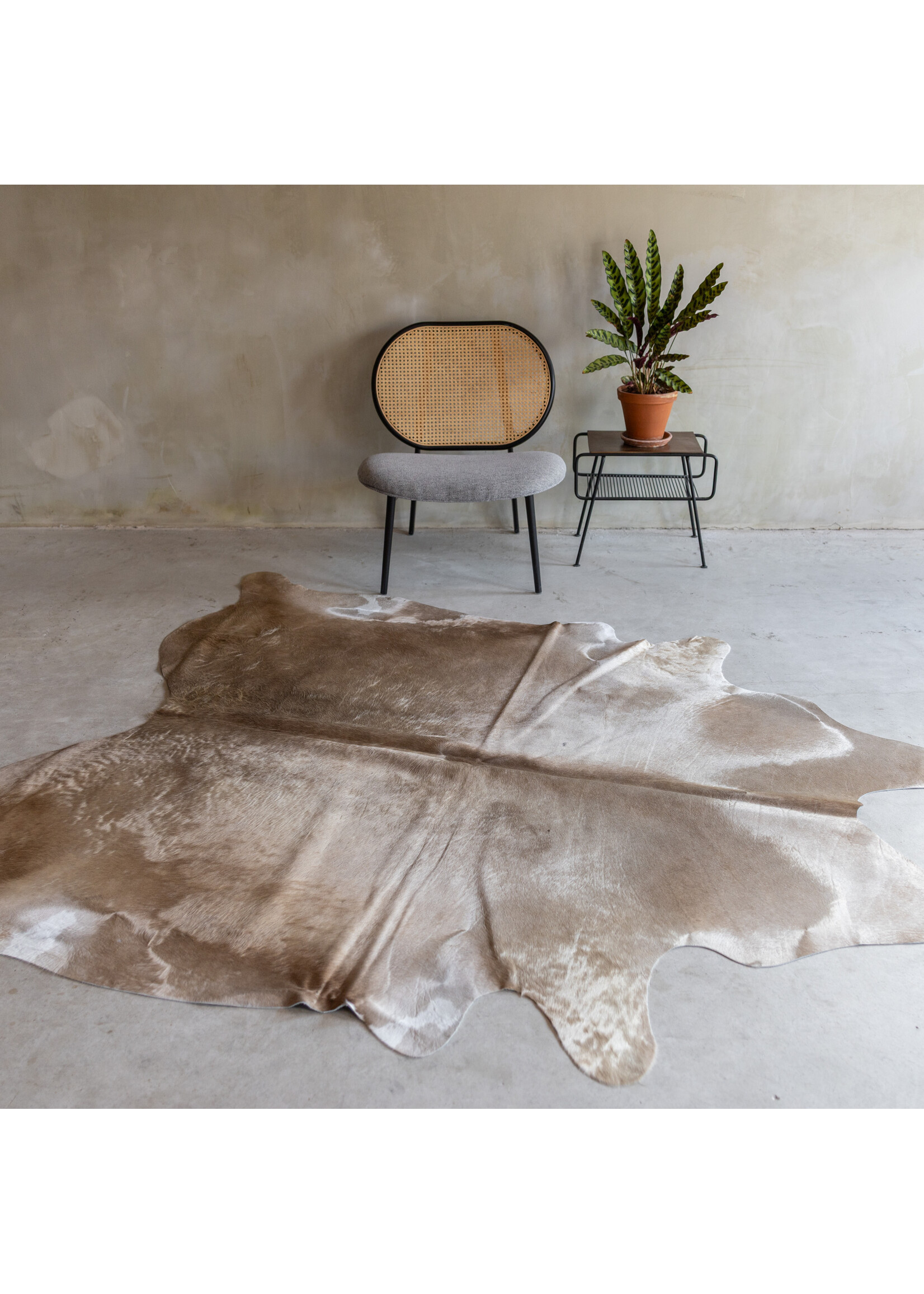 Van Buren sinds 1861 Uniek gefotografeerd champagne koeienhuid KH-062 met een afmeting van ca. 230x188cm (3-4m²)