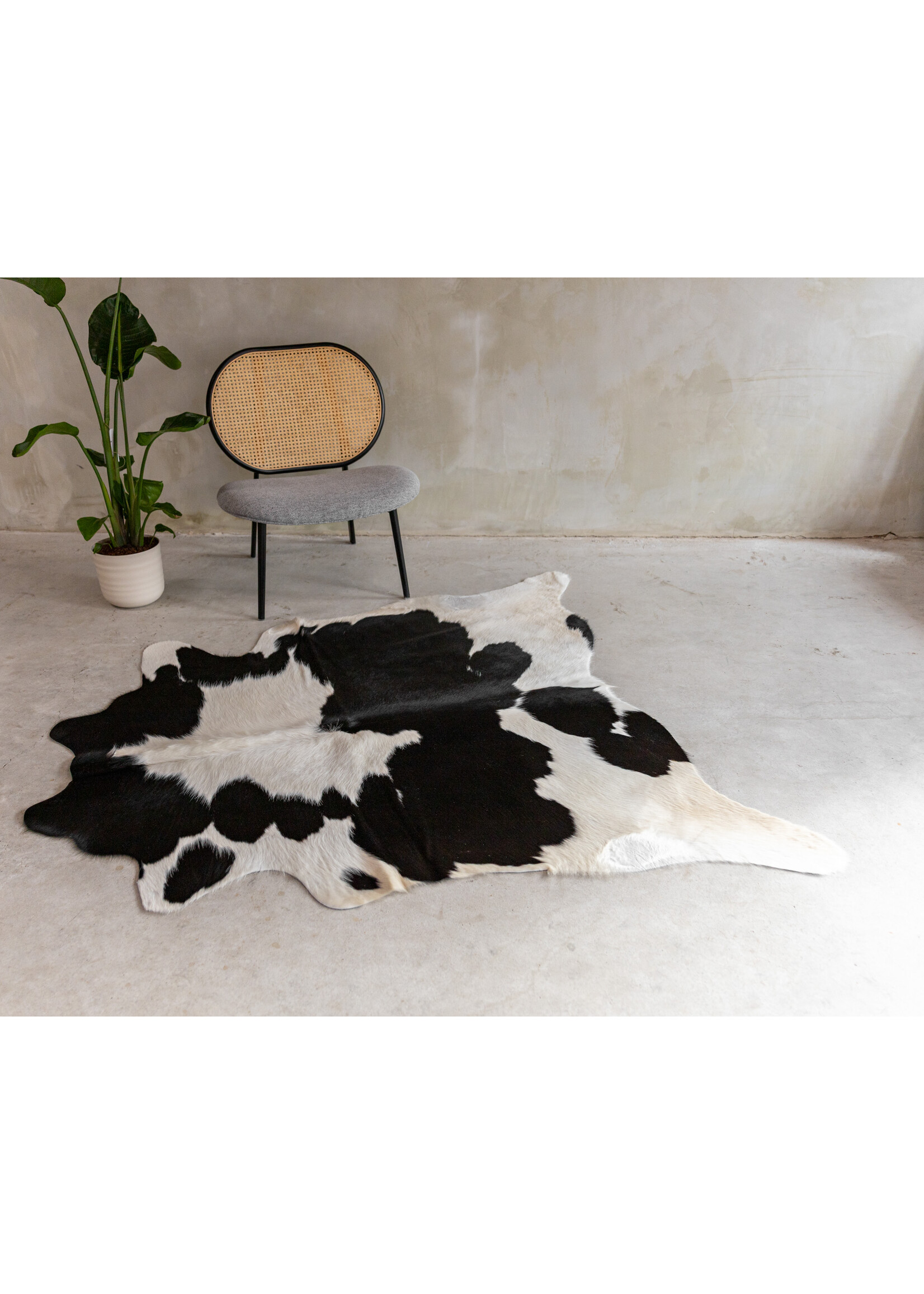 Van Buren sinds 1861 Koeienhuid Assorted - GR2 (2-3m²) - 165x158 cm - KH-104