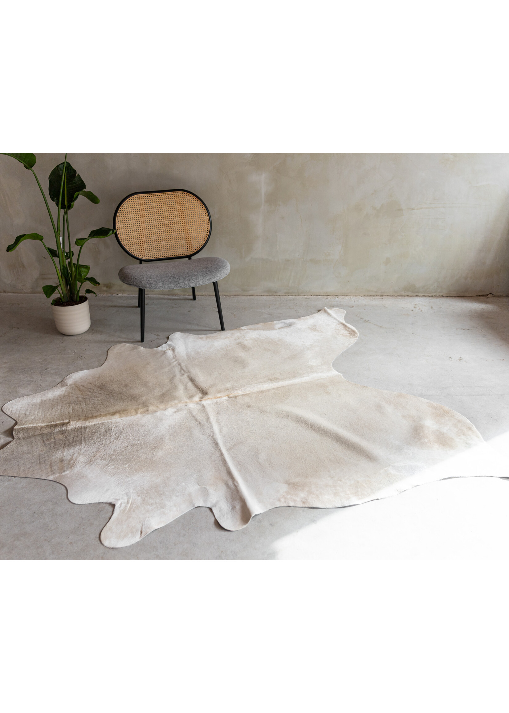 Van Buren sinds 1861 Kuhfell Champagne - GR1 - 205x178 cm - KH-097
