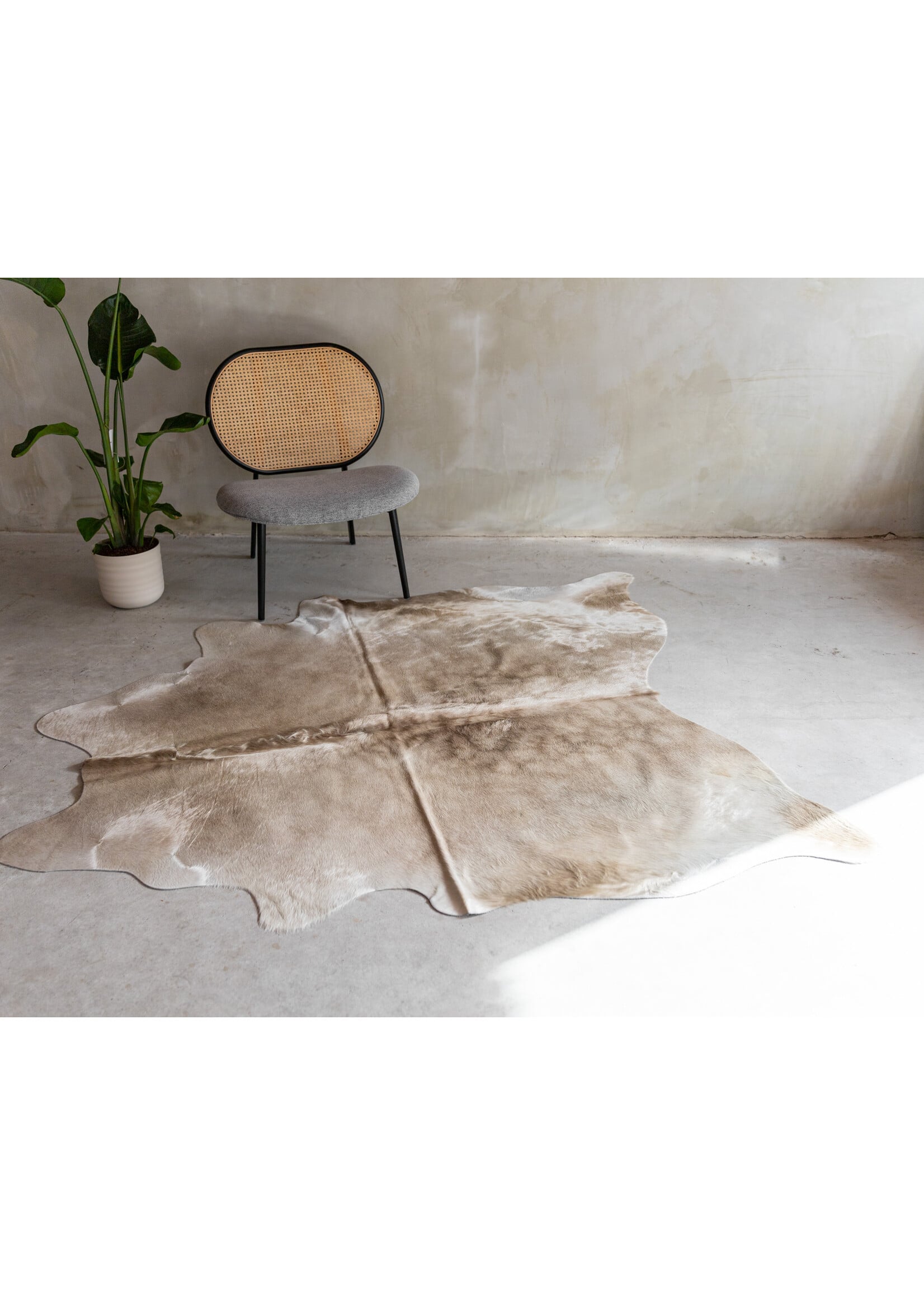 Van Buren sinds 1861 Koeienhuid Champagne - GR1 (3-4m²) - 180x158 cm - KH-100