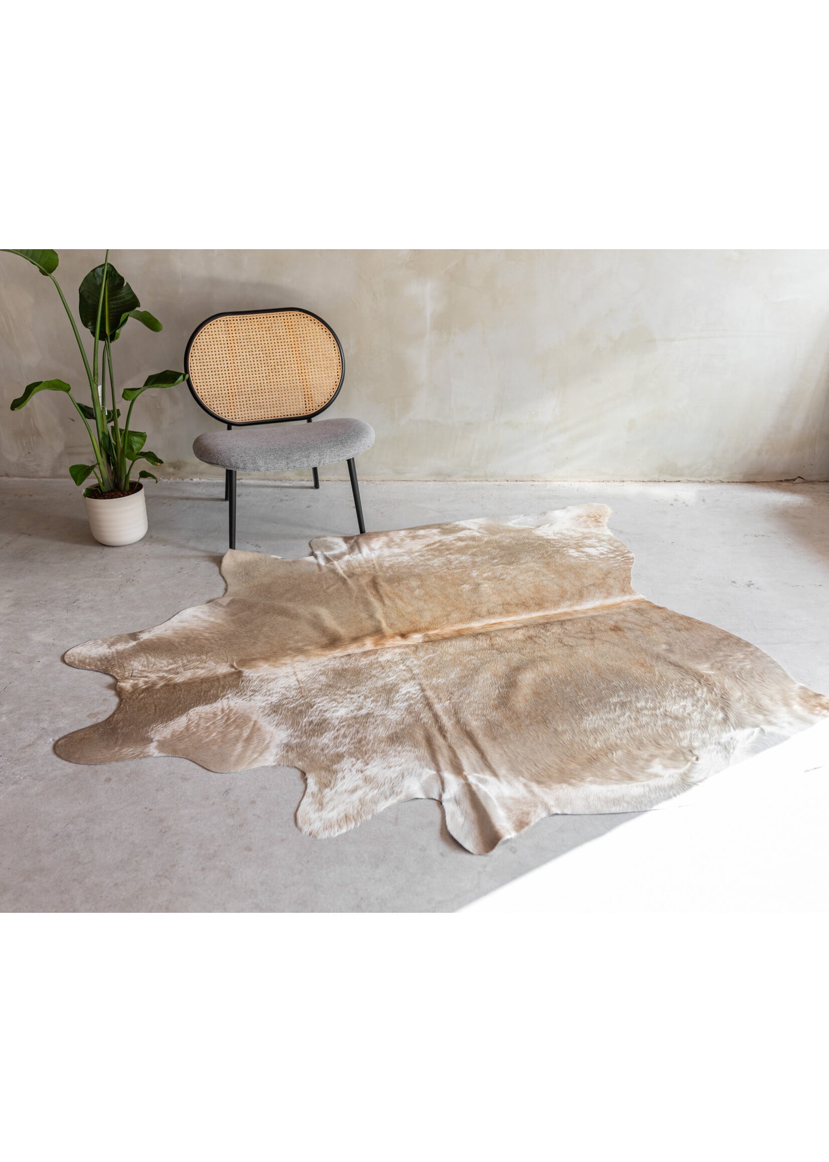 Van Buren sinds 1861 Kuhfell Champagne - GR1 - 190x184 cm - KH-093