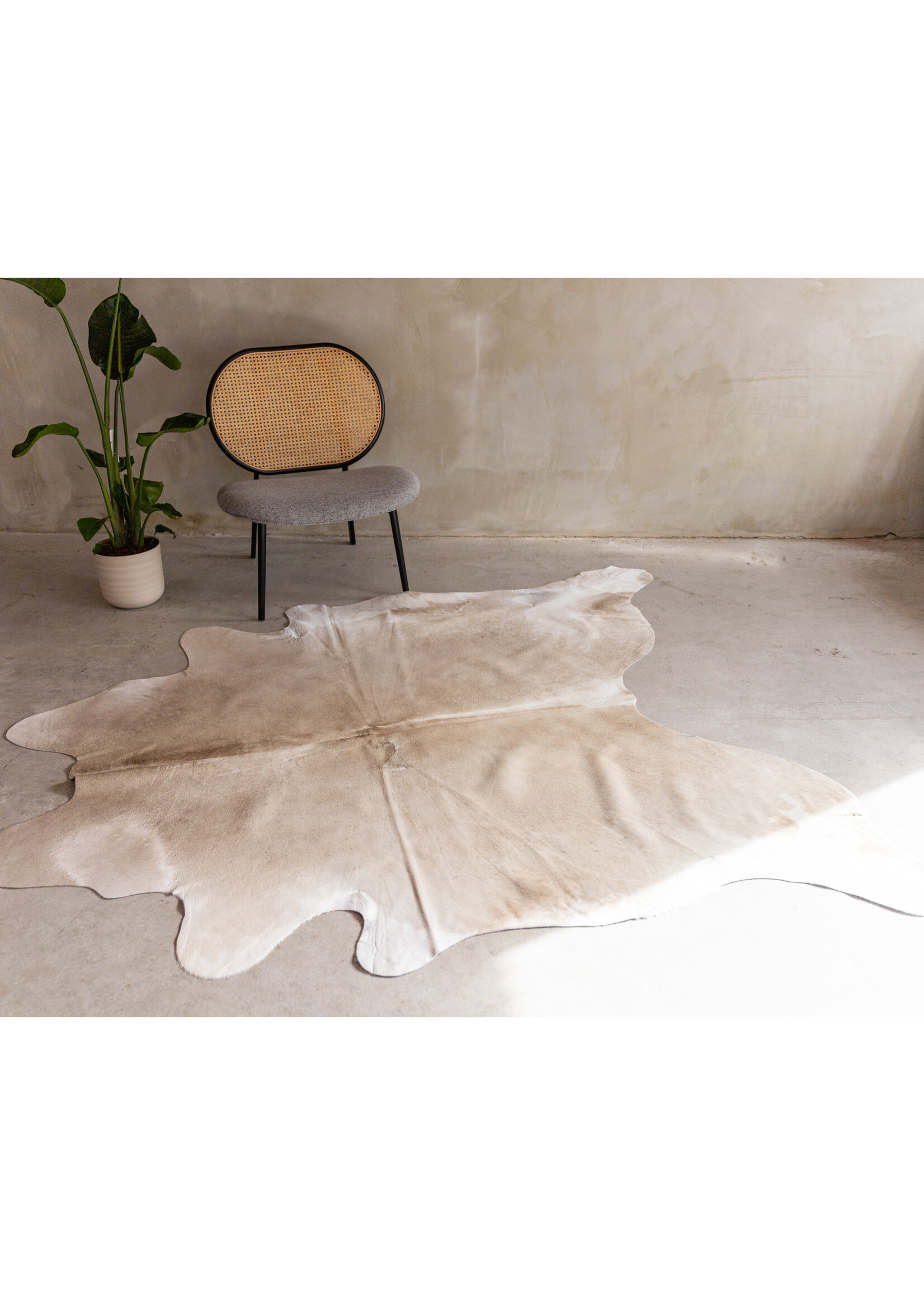 Van Buren sinds 1861 Koeienhuid Champagne - GR1 - 183x183 cm - KH-102