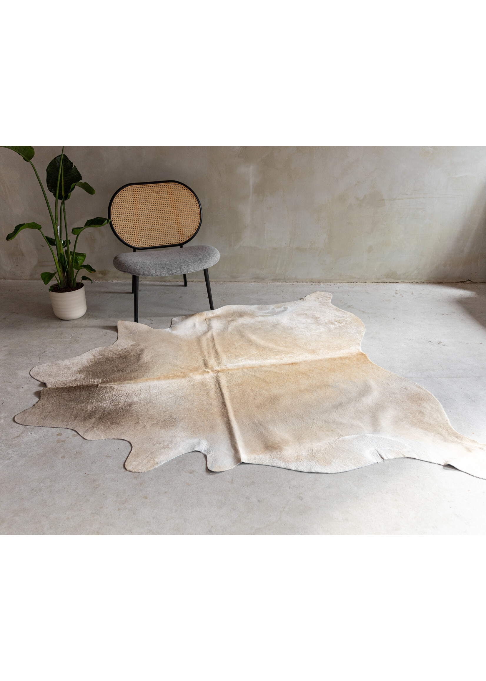 Van Buren sinds 1861 Koeienhuid Champagne - GR1 (3-4m²) - 196x180 cm - KH-095