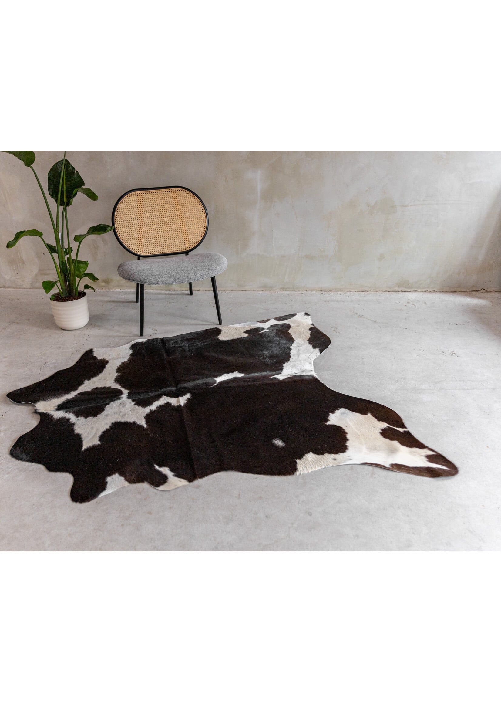 Van Buren sinds 1861 Kuhfell Assortiert - GR2 - 170x162 cm - KH-111