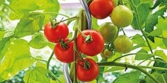 Moestuin