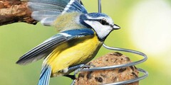 Vogelartikelen