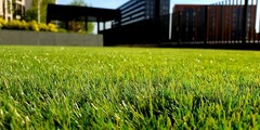 Gras onderhoud