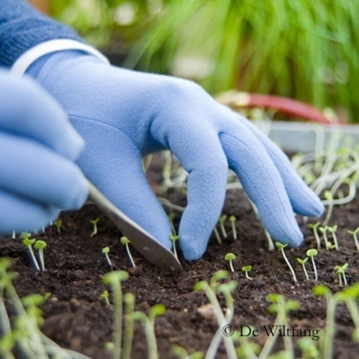 Sneeboer Verspeenlepeltje - Verspenen zaailingen - RVS