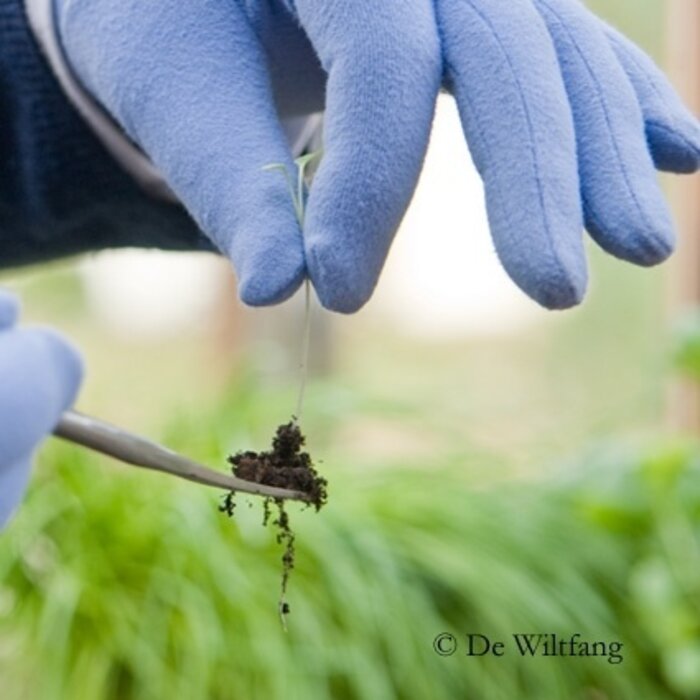 Sneeboer Verspeenlepeltje - Verspenen zaailingen - RVS