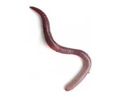 De Wiltfang Compostwormen 0,5 kg