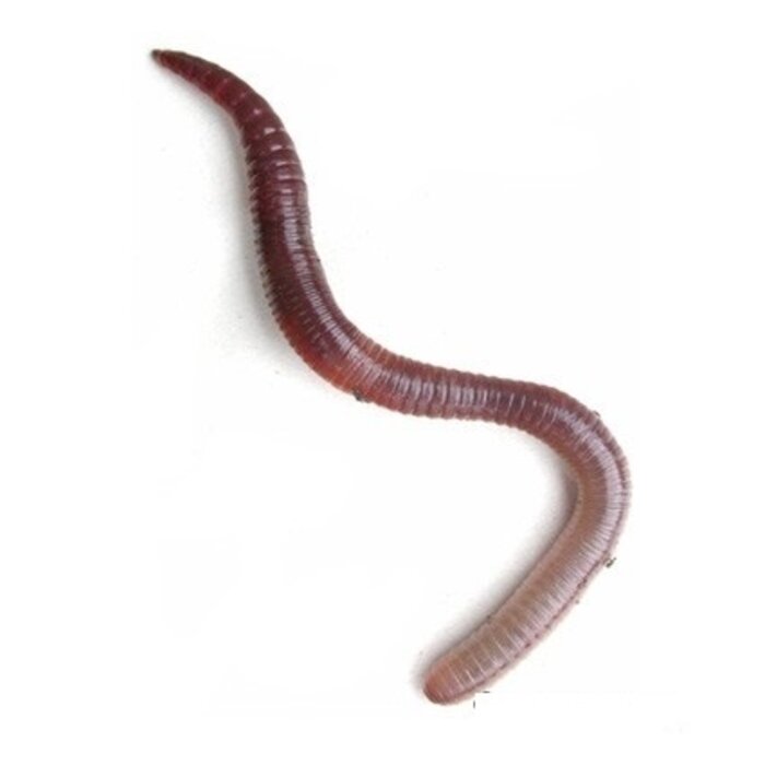 De Wiltfang Compostwormen 0,5 kg