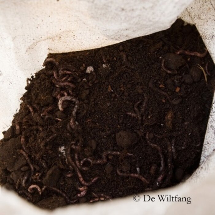 De Wiltfang Compostwormen 0,5 kg