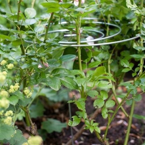 De Wiltfang Plantsteun Spiraalmodel - Laag - 3 stuks