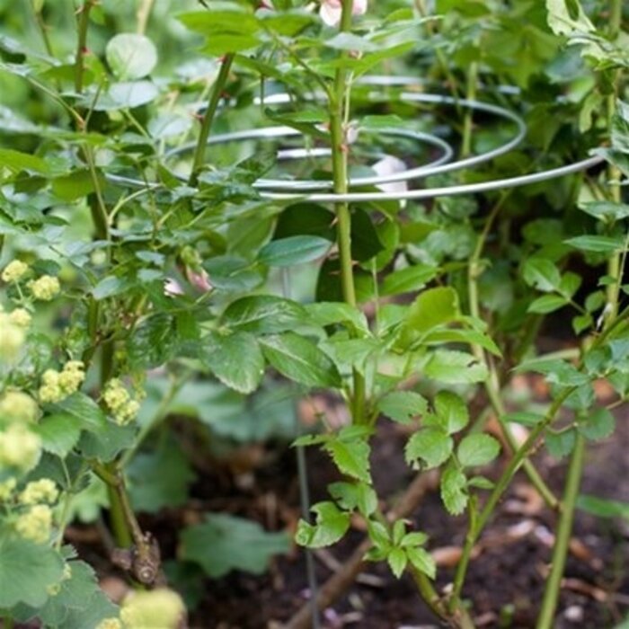 De Wiltfang Plantsteun Spiraalmodel - Laag - 3 stuks