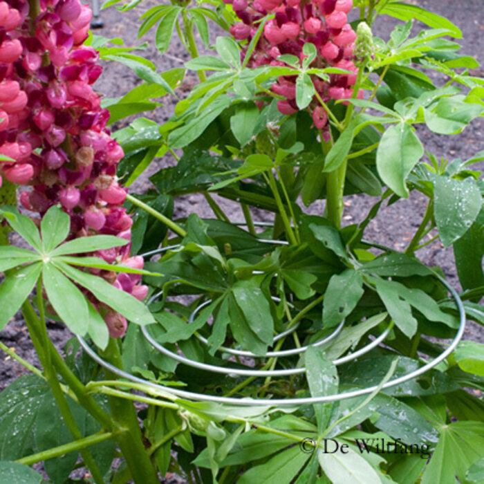 De Wiltfang Plantsteun Spiraalmodel - Laag - 3 stuks