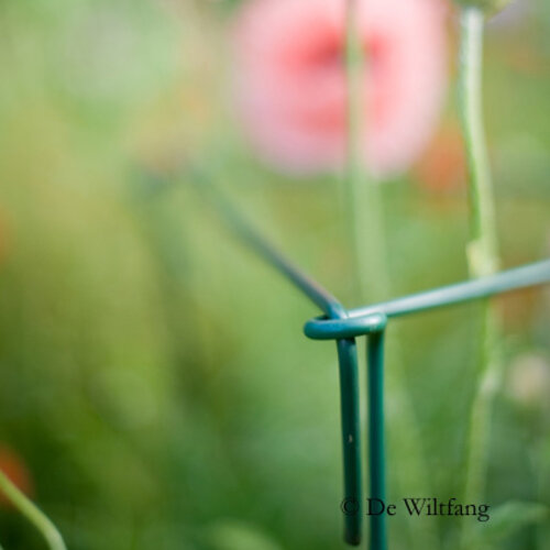 De Wiltfang Plantsteunen Engels - 6 stuks - Gecoat metaal - Ondersteuning planten