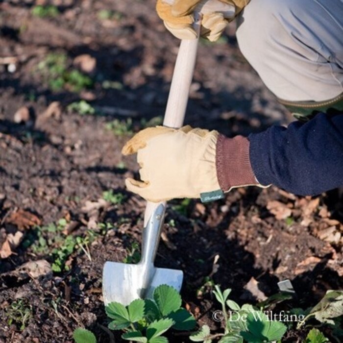 Sneeboer Plantgraafje met steel - 42 cm