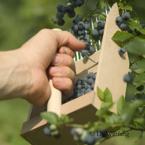 De Wiltfang Bosbessenplukker