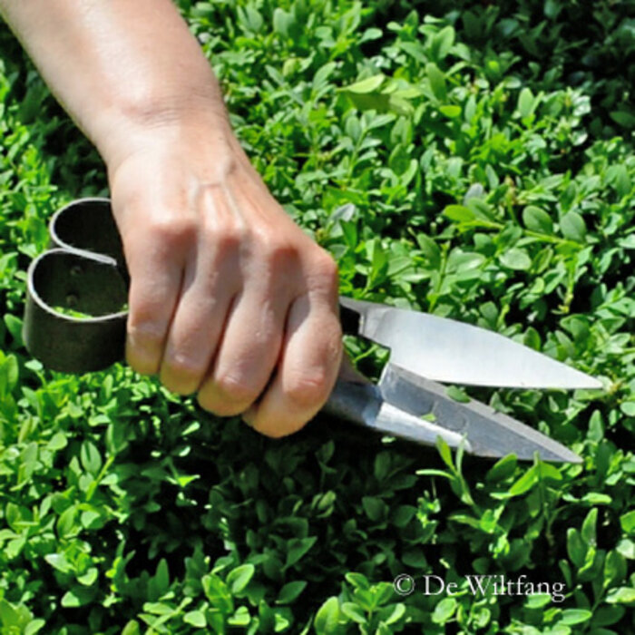 Burgon & Ball Kleine Buxusschaar voor precies knipwerk