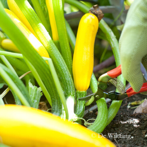 ARS Dunschaar - Gebogen oogstschaar