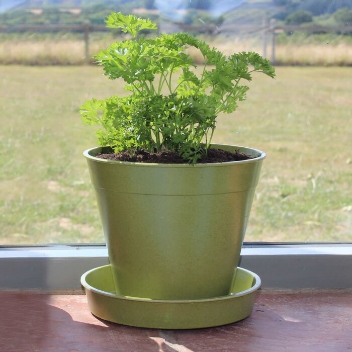 Haxnicks Bloempot Bamboe schotel - Groen - Diverse maten - 100% biologisch afbreekbaar