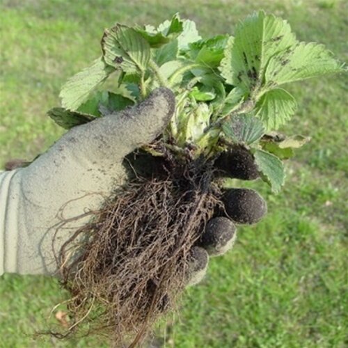 Foxgloves Tuinhandschoenen - Mosgroen - S t/m L