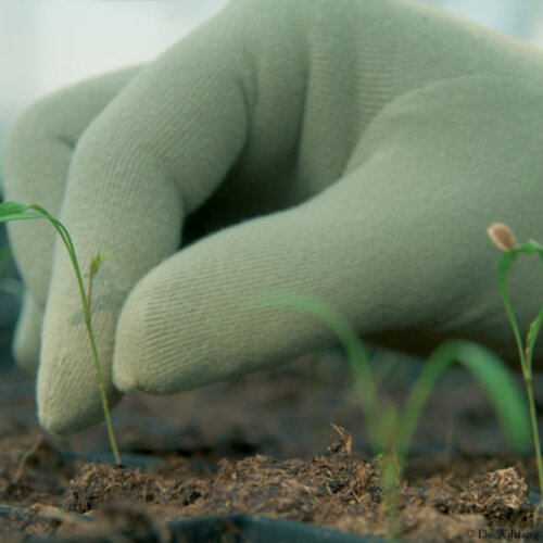 Foxgloves Tuinhandschoenen - Mosgroen - S t/m L