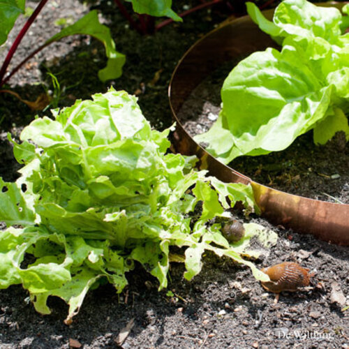 De Wiltfang Slakken beschermringen klein - per stuk