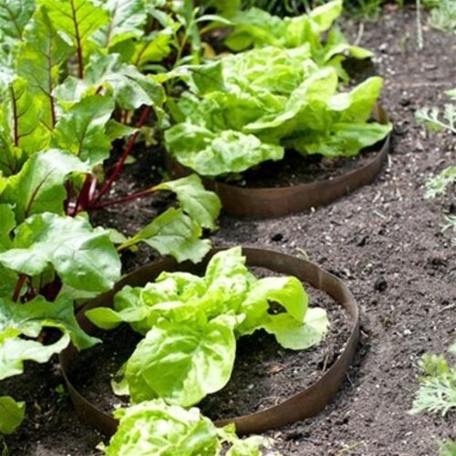 De Wiltfang Slakken beschermringen klein - per stuk