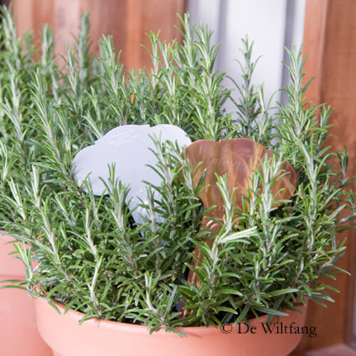 De Wiltfang Steeketiket Victoriaans 20 cm - 5 stuks