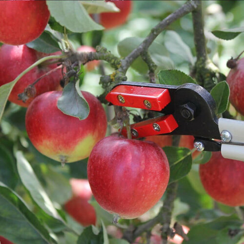 Darlac Rozen-fruit Plukschaar - 65 cm of 100 cm - Rozenschaar - Fruitschaar