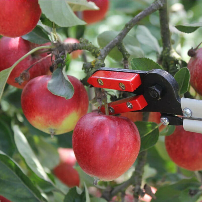 Darlac Rozen-fruit Plukschaar - 65 cm of 100 cm - Rozenschaar - Fruitschaar