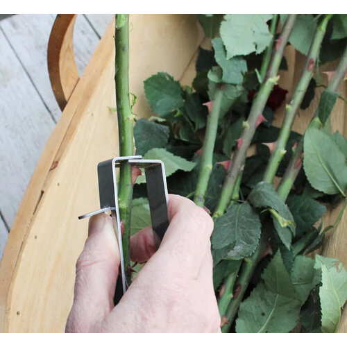 Burgon & Ball Rozenritser - Luxe