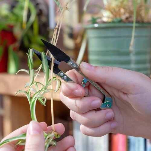 Burgon & Ball RVS Kruidenschaar - Deadhead