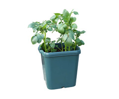 Agralan Aardappel kweekbak